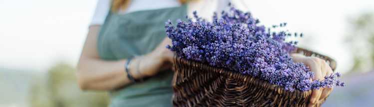 lavender