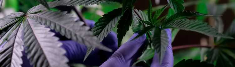 purple glove cannabis leaves