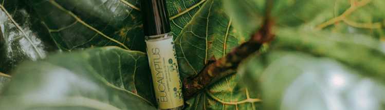 Eucalyptus
