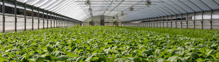 Greenhouse