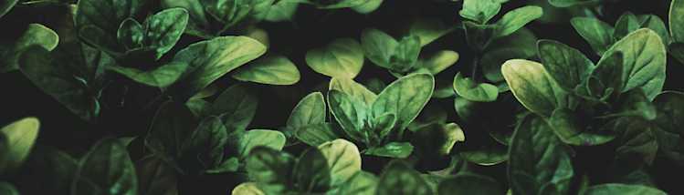 basil