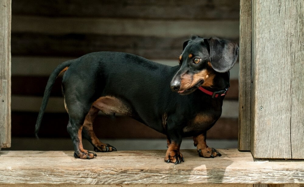 Dachshund