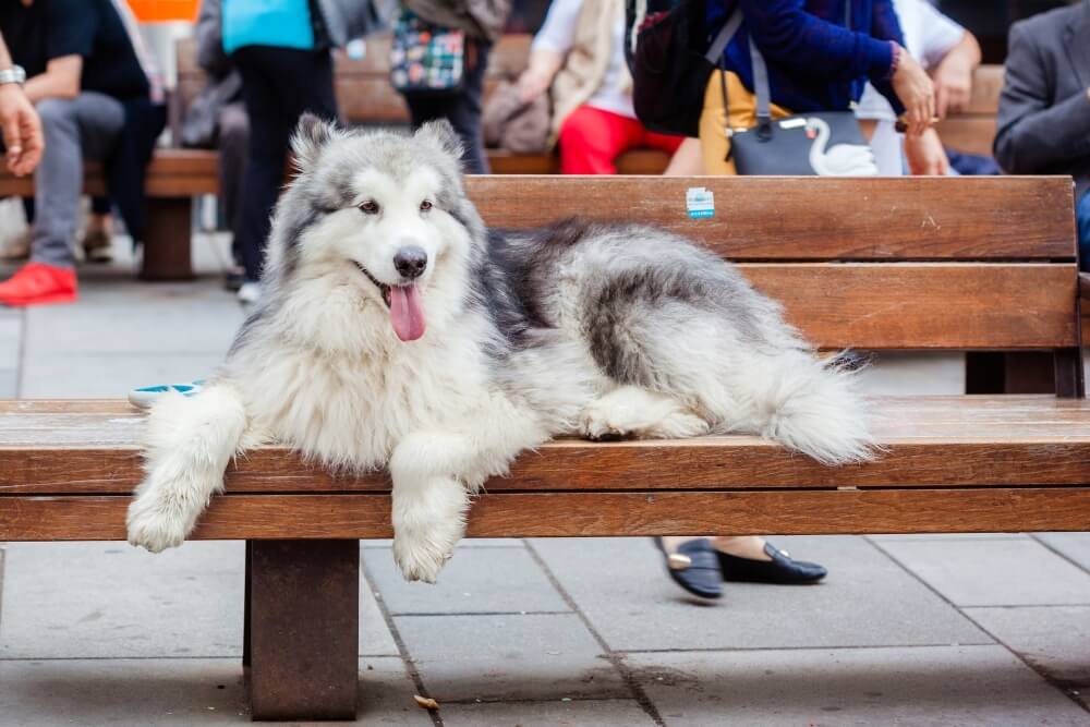 Alaskan Malamute