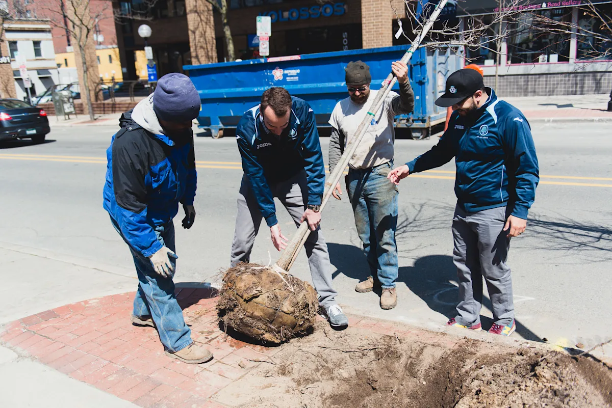 MSH members plant a tree on Liberty Street in Ann Arbor