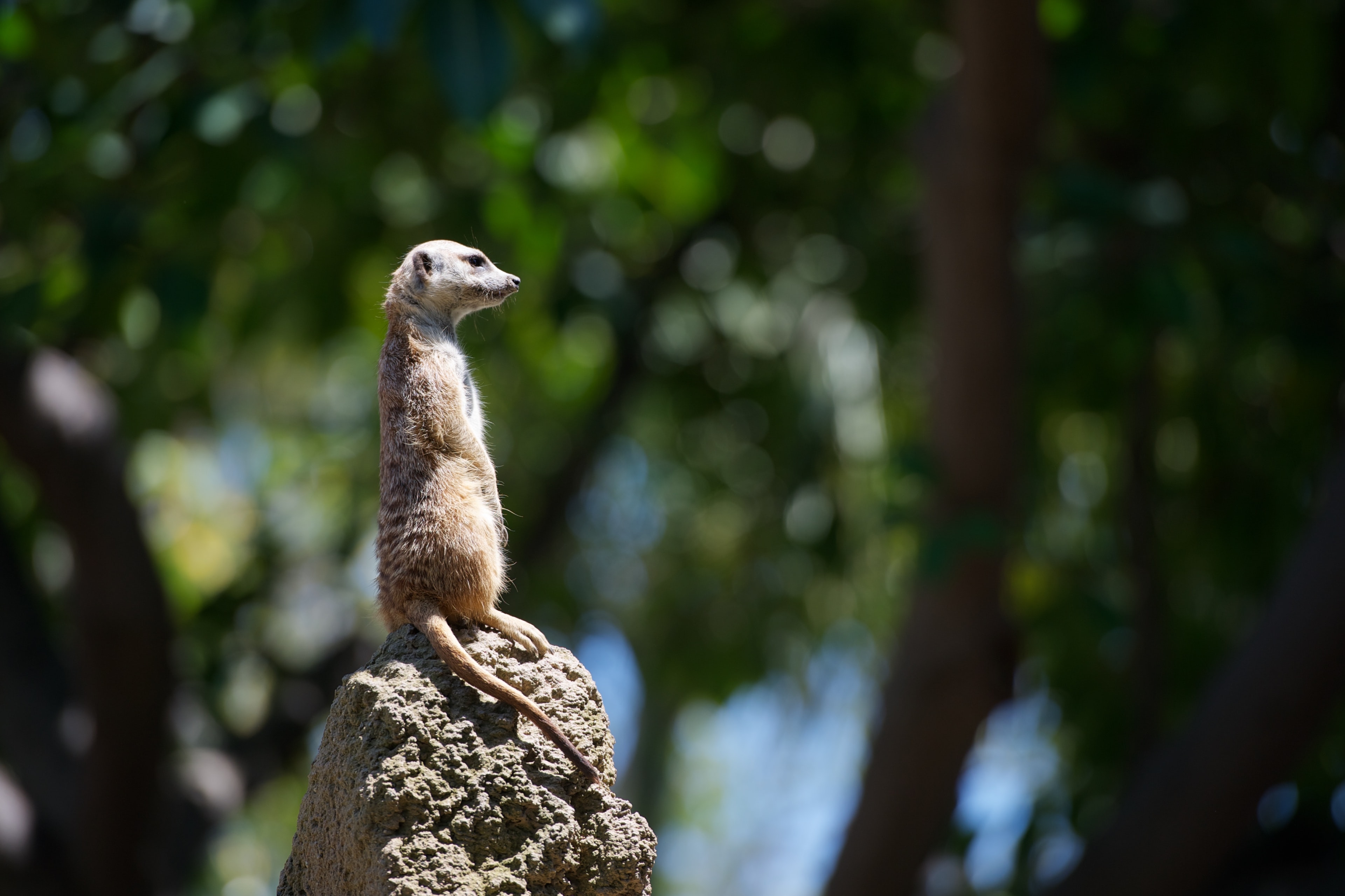 Meerkat on guard
