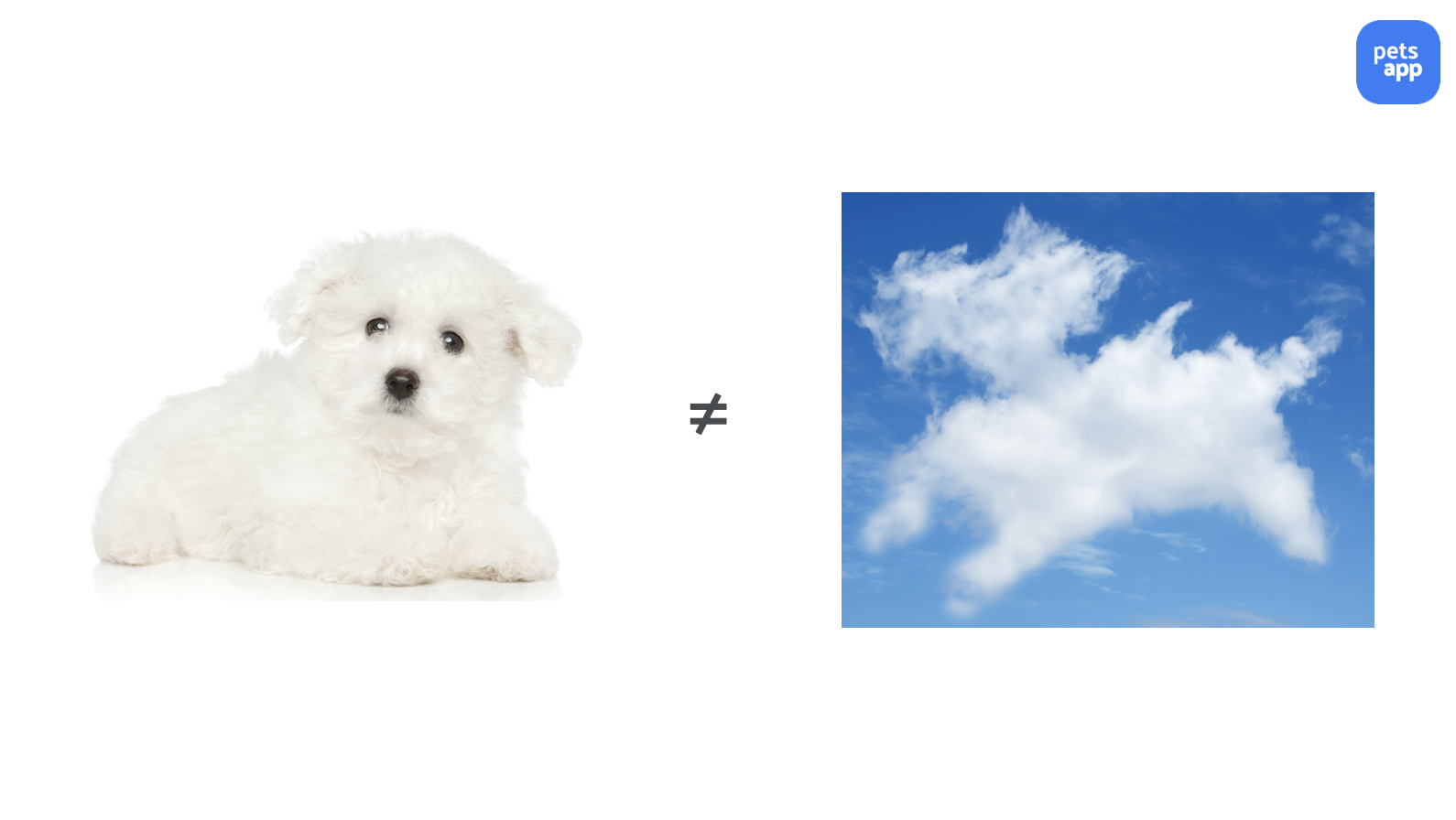 A Practitioner's Guide - Dog and cloud