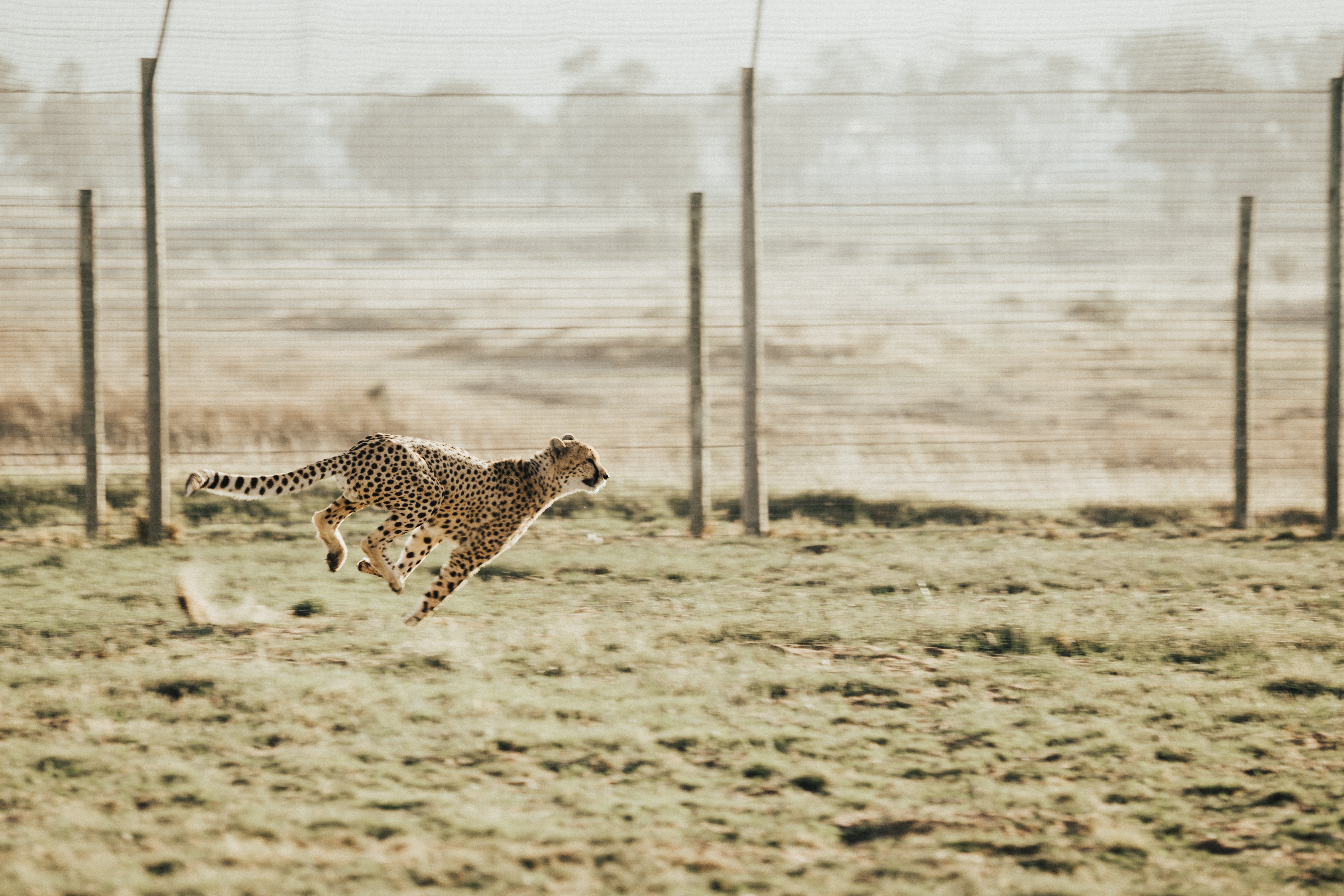 Cheetah running.