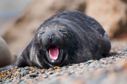 Seal yawning
