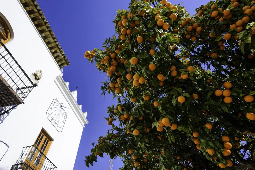 Discover Marbella's top 5 local markets