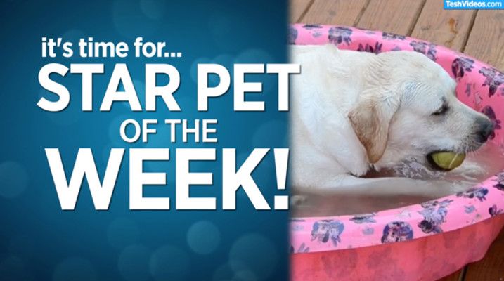 Star Pet Of The Week November 1 2019 Groovy 94 1 groovy 94 1