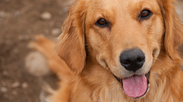 Intelligenza per la tua vita - Nuovo test allergologico per cani!