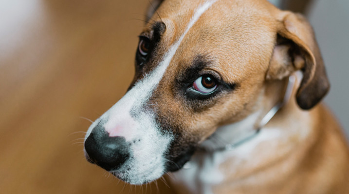 Canines use pup eyes to control us Canines use pup eyes to control us