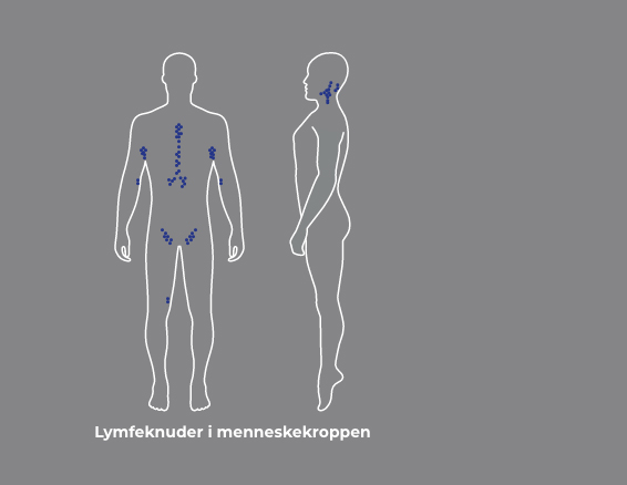 Lymph nodes in the human body