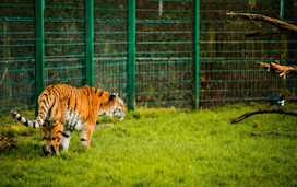 Blackpool Zoo