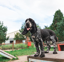 Bark Yards at Haven holiday parks