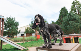 A spaniel takes on the Bark Yard doggy obstacle course at Hafan y Mor, North Wales.