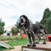 A spaniel takes on the Bark Yard doggy obstacle course at Hafan y Mor, North Wales.