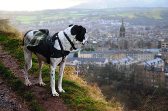 Dog looking out to Edinburgh