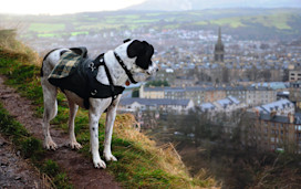 Dog looking out to Edinburgh