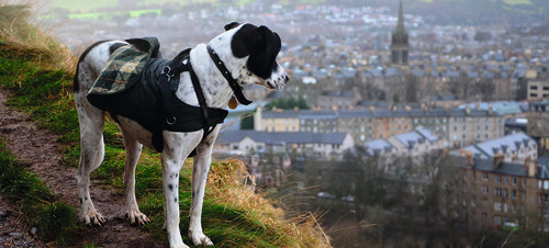 Dog looking out to Edinburgh