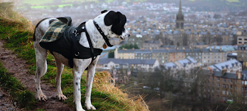 Dog looking out to Edinburgh