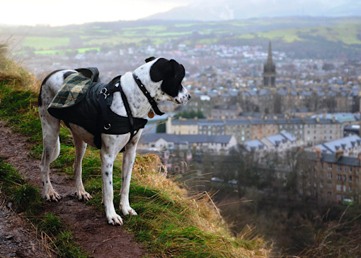 Dog-friendly restaurants in Edinburgh