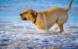 Dog-friendly beach, Yorkshire 