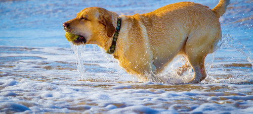 Dog-friendly beach, Yorkshire 