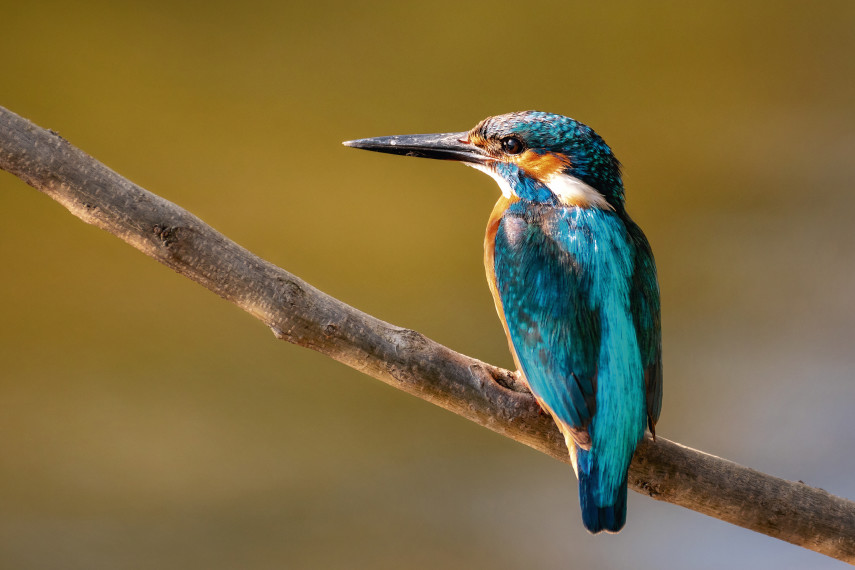 Howlands Nature Reserve, St Osyth