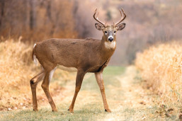 Deer roam freely in the beautiful parkland.