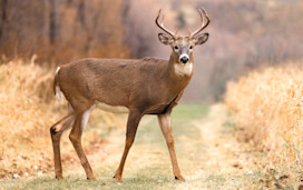 Deer roam freely in the beautiful parkland.