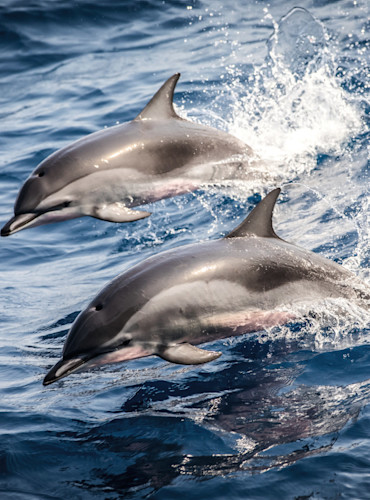 Cardigan Bay Marine Wildlife Centre