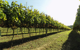 Tinwood Estate Vineyard, Chichester