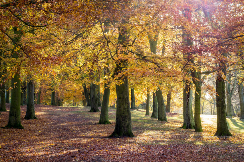 9. Weelsby Woods