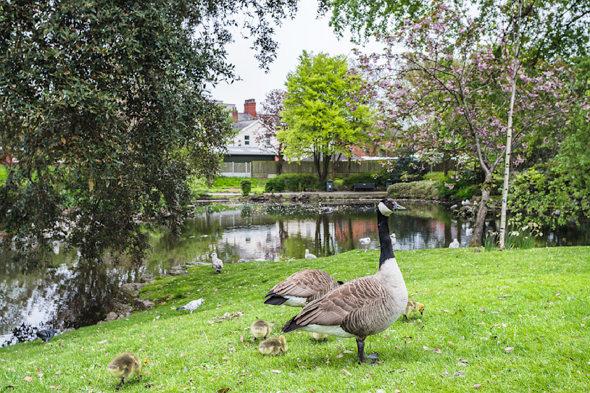 Ashton Gardens