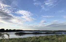 RSPB Cliffe Pools