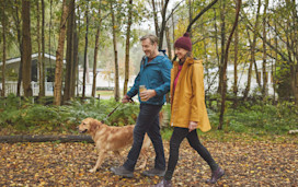 A dog walk through the forest