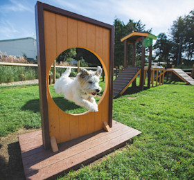 Dog jumping through hole