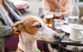 Dog in a beer garden
