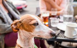 Dog in a beer garden