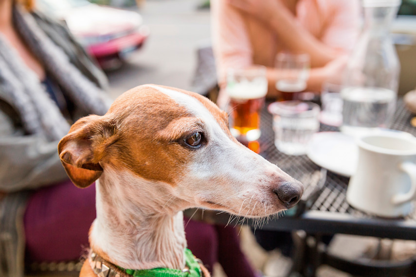 Dog-friendly restaurants and bars 