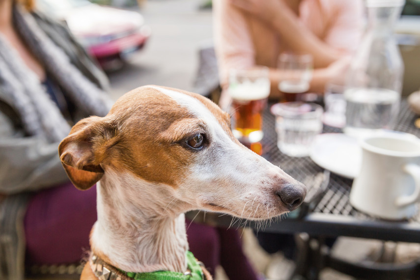 Dog-friendly restaurants and bars 