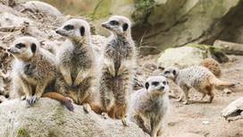 Newquay Zoo meerkats