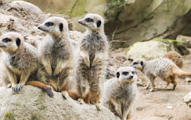 Newquay Zoo meerkats