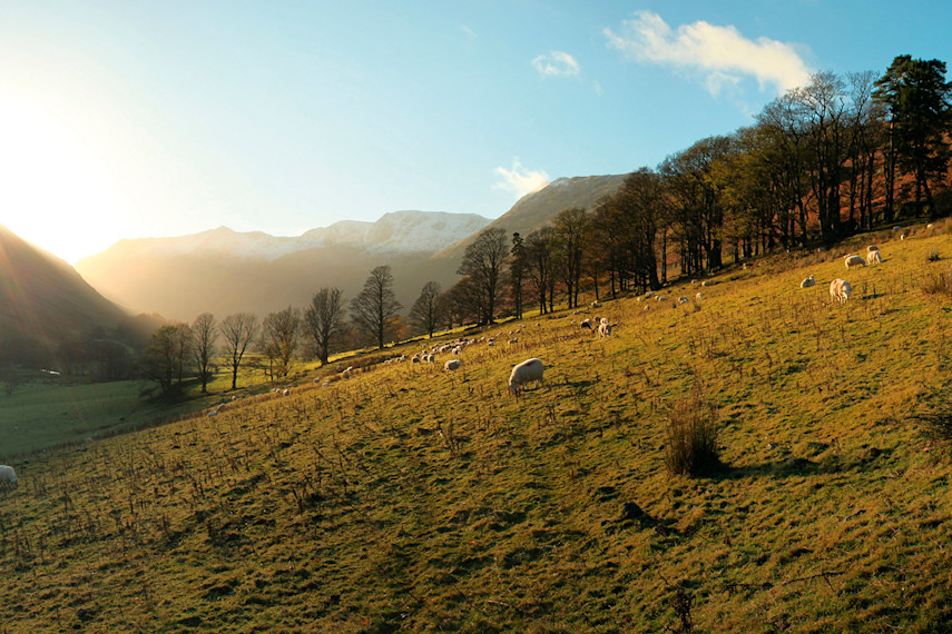 Grizedale Forest