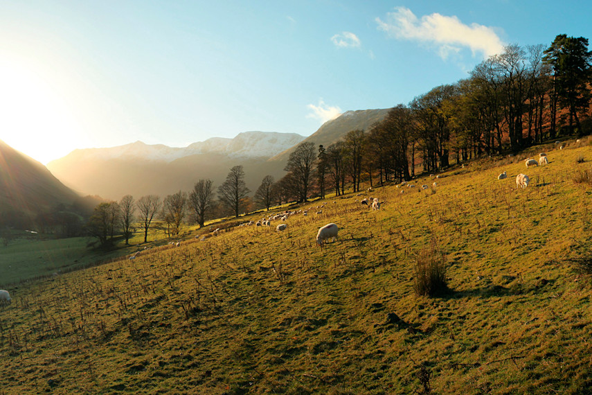 Grizedale Forest 