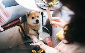 Generic dog in cafe