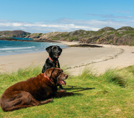 Dog friendly beaches in Scotland