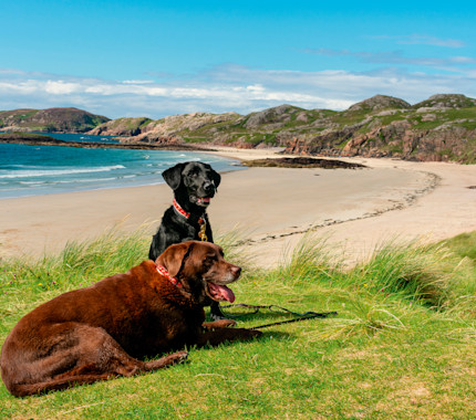 Dog friendly beaches in Scotland