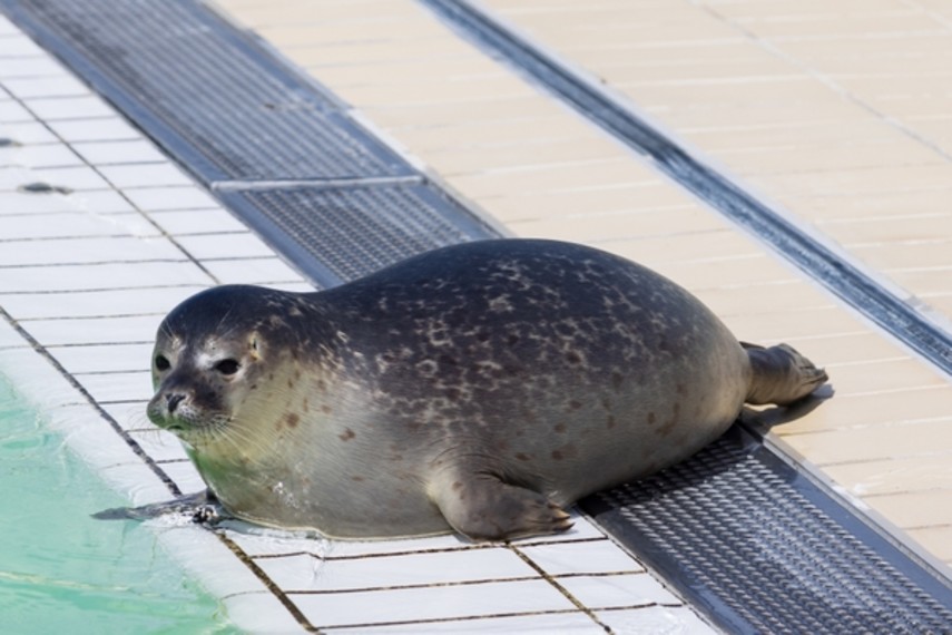 7. Skegness Natureland Seal Sanctuary